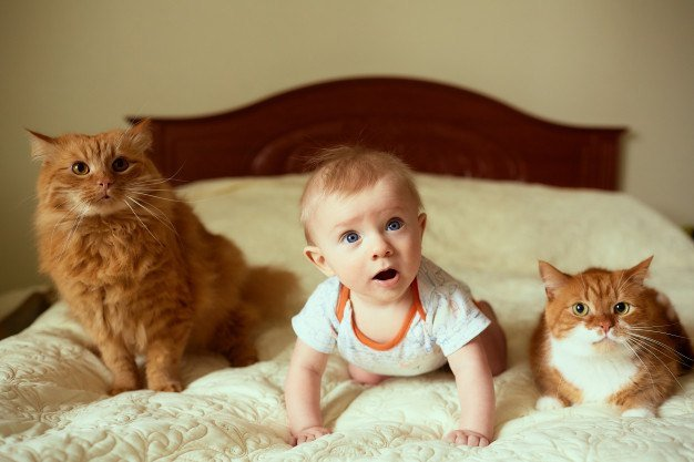 Manfaat dan Perhatian Interaksi Bayi dengan Kucing
