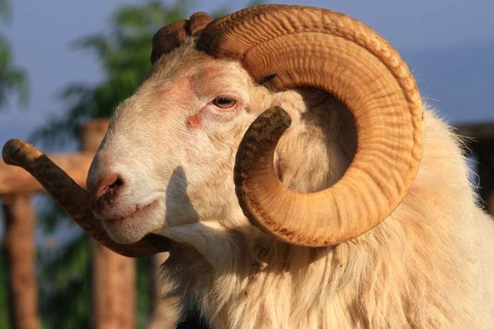 A close-up of a ram

AI-generated content may be incorrect.