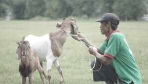 Aqiqah Bandung Paket Syariah dan Terjamin